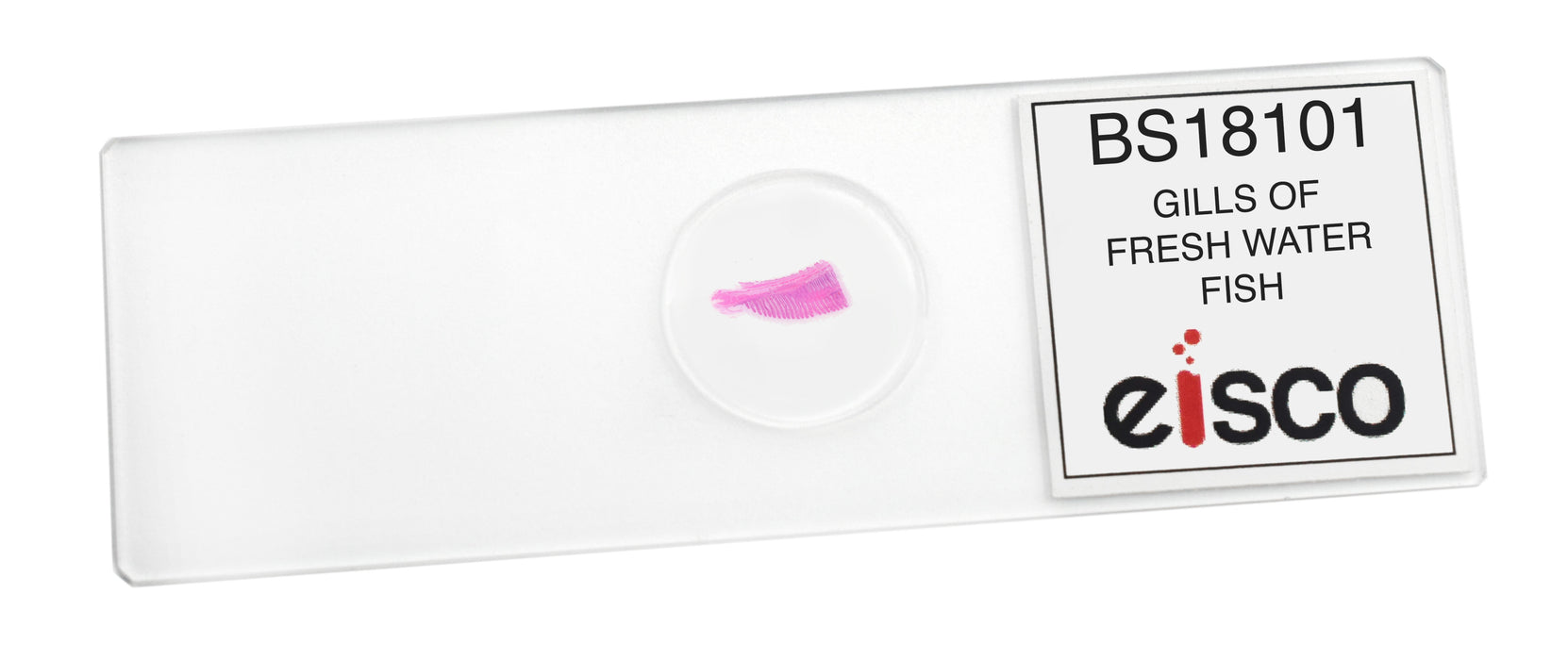 Gills of Freshwater Fish - Prepared Microscope Slide - 75x25mm