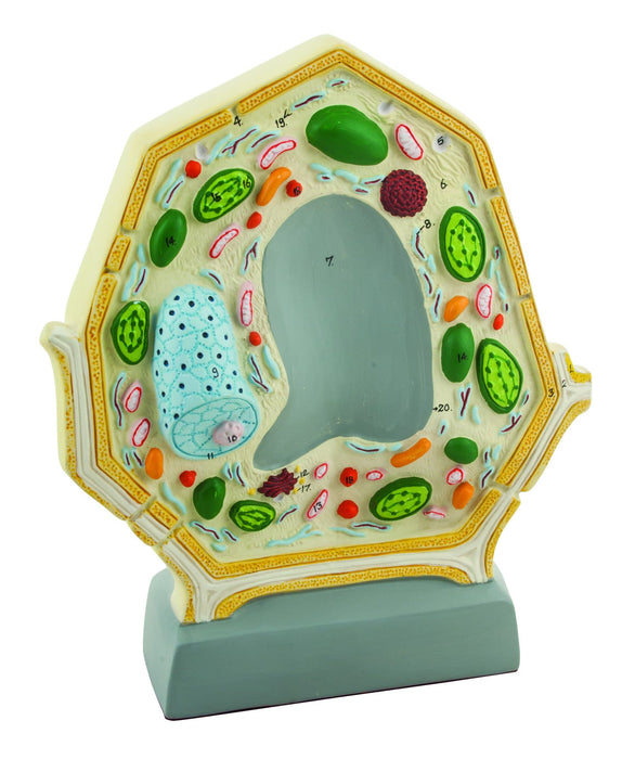 Plant Cell Model, Free Standing - 10.5" x 8.5", Greatly Magnified - Eisco Labs