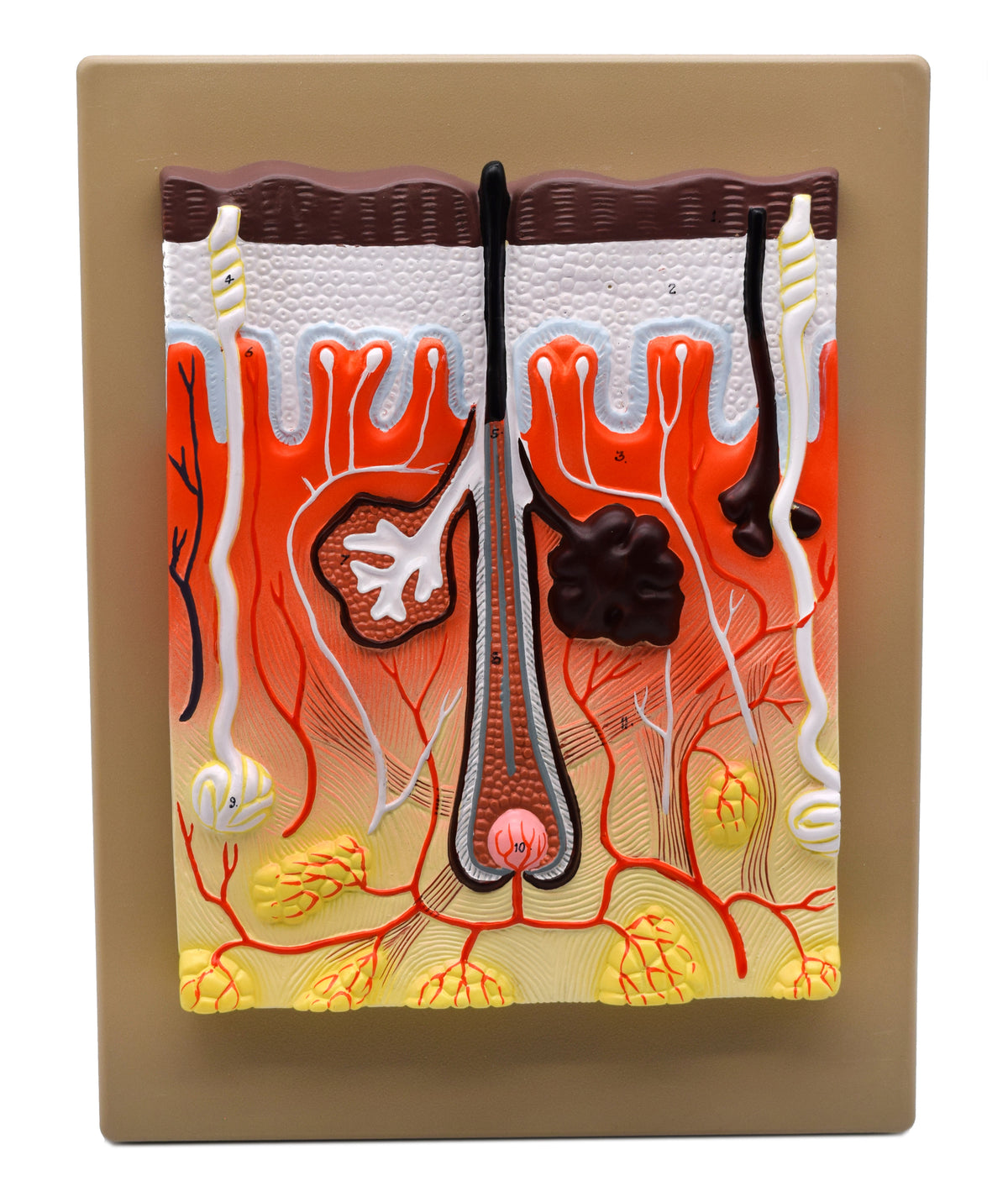 Human Skin Model, 300x Enlarged - with Hand Painted Details - Mounted ...