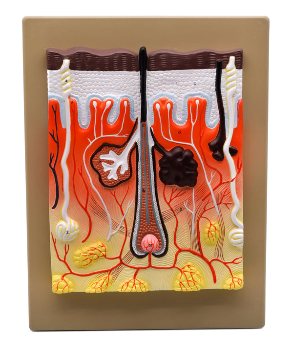 Human Skin Model, 300x Enlarged - with Hand Painted Details - Mounted on Base, 13" x 10" - Eisco Labs
