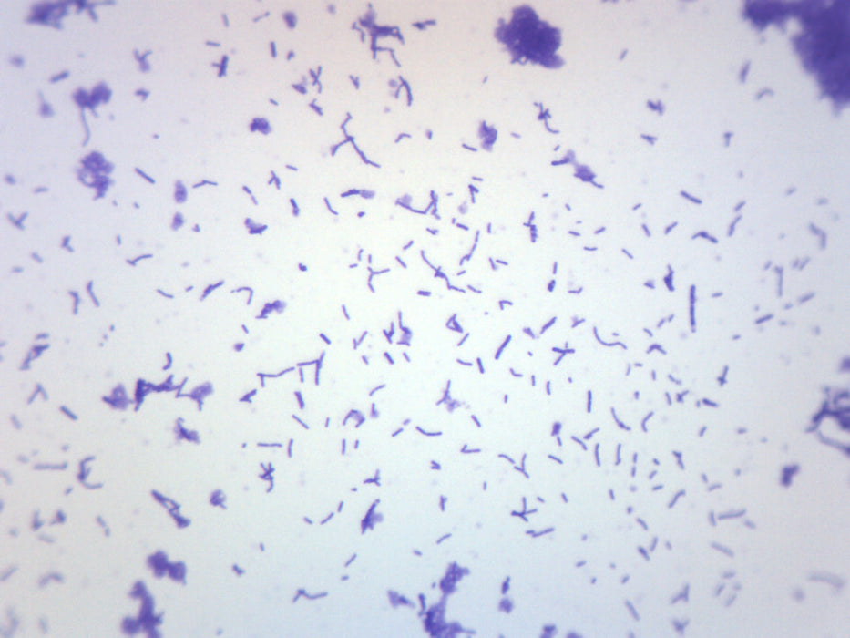 Coccus Smear, Gram-Positive - Prepared Microscope Slide - 75x25mm