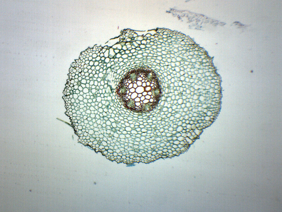 Ranunculus Young & Mature Root - Cross Section - Prepared Microscope Slide - 75x25mm