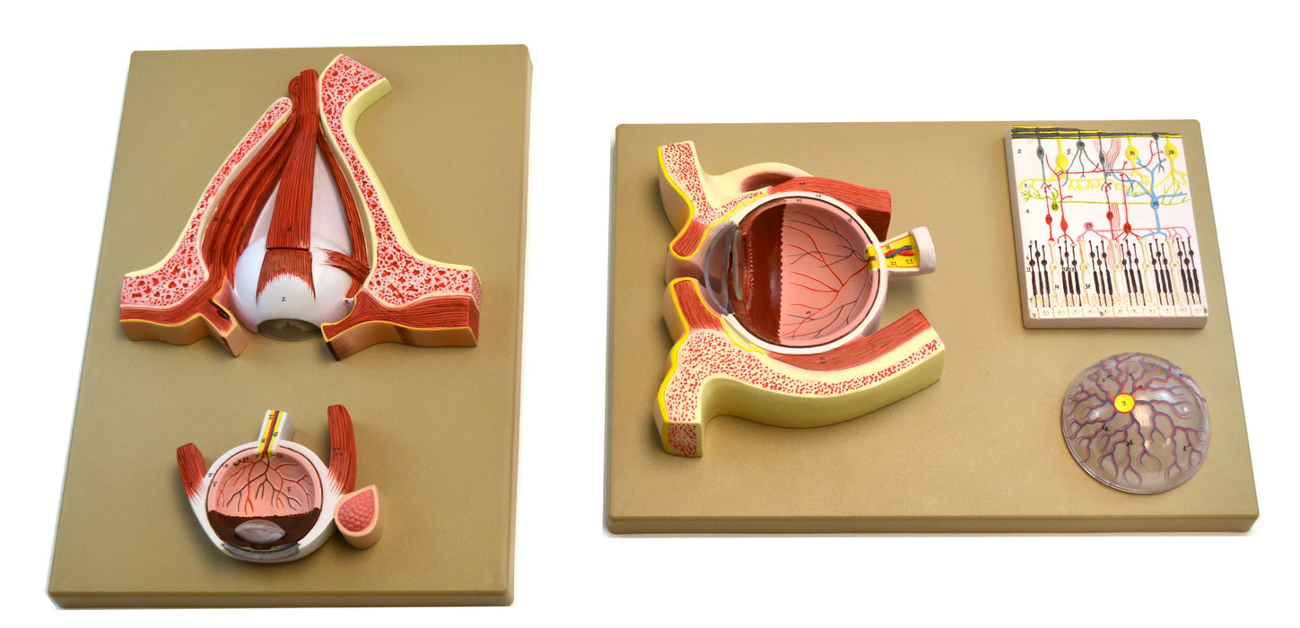 Eisco Double-Sided Human Eye Model, 5 Sections