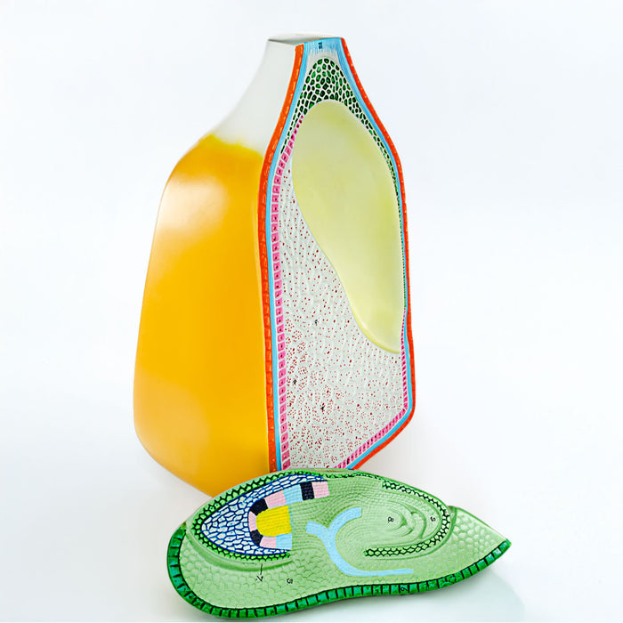 Eisco – Corn Seed 2-Part Model for Plant Anatomy Study – Split Corn Seed Display for Internal and External Structure in Biology, Botany, and Agricultural Education