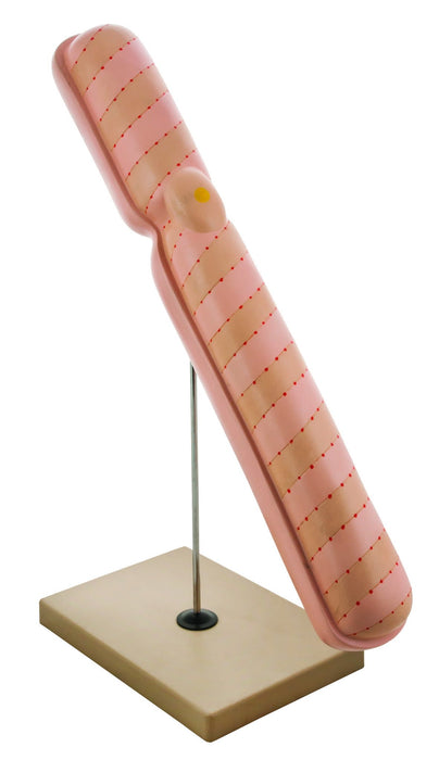 Eisco labs 22" Model Chromosome Mounted on Base - Extra Large