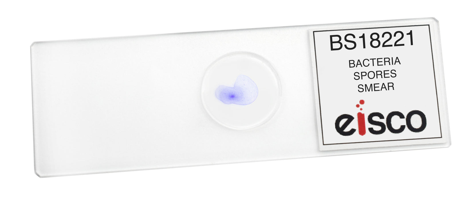Bacteria Spores Smear - Prepared Microscope Slide - 75x25mm
