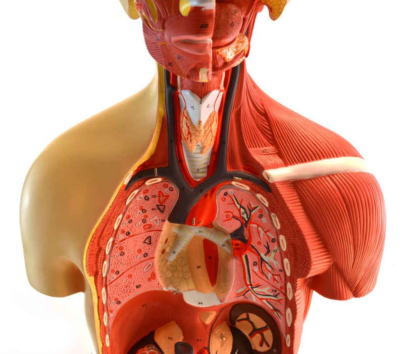 Eisco Life-Size Premium Human Torso with Muscles and Open Back, 19 Parts