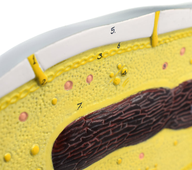 Bacteria Cell Structure Model - 10 Labeled Structures with Key Card - Mounted on Stand