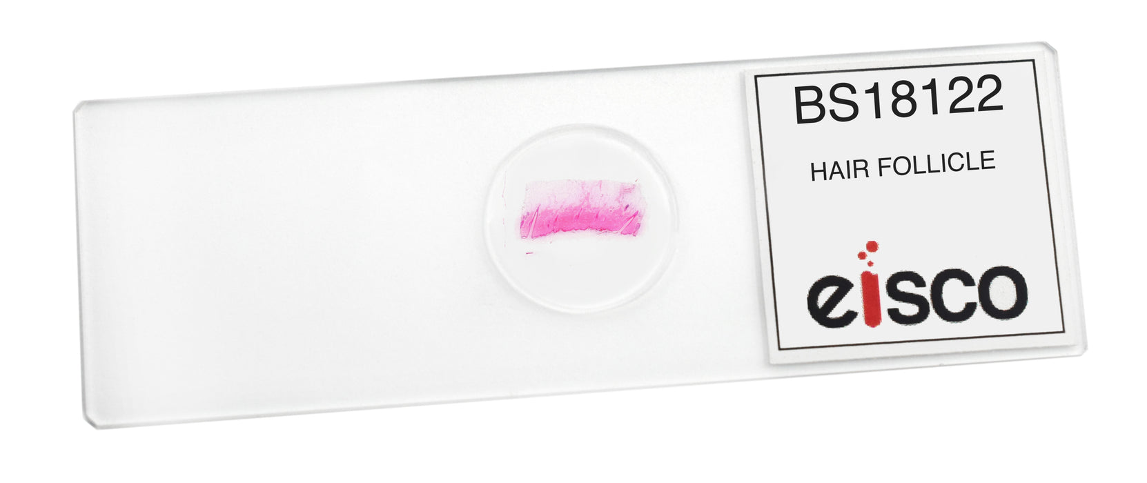 Hair Follicle - Prepared Microscope Slide - 75x25mm