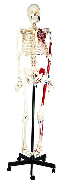 Eisco Full-Size Human Skeleton with Painted Muscles Model, Rod Mount