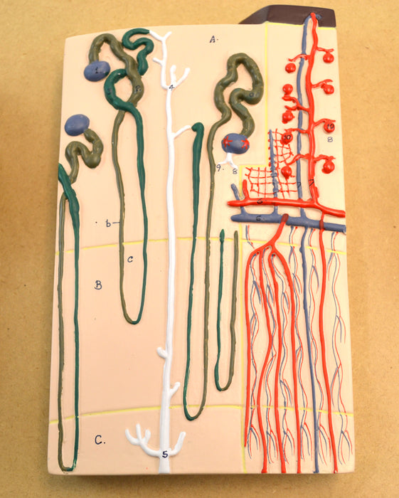 Eisco Life-Size Human Kidney Model, 3 Sections