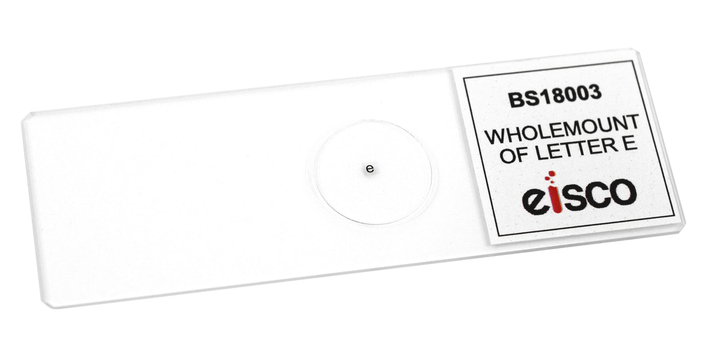Wholemount of Letter 'e' - Prepared Microscope Slide - 75x25mm
