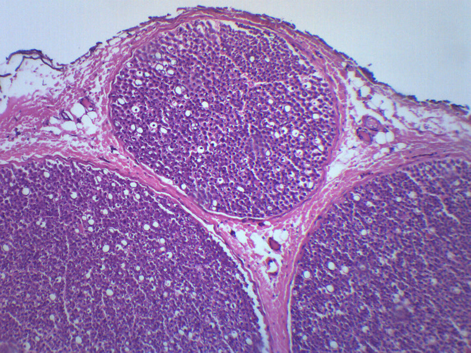 Peripheral Nerve - Cross Section - Prepared Microscope Slide - 75x25mm