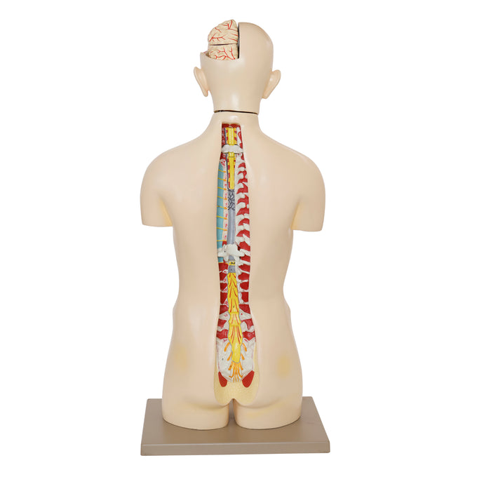 Eisco – Life Size Human Torso Model, 28-Part, Male & Female Reproductive Organs, Removable Anatomical Structures, Open Front and Back, 34" Tall with Base for Classroom and Lab Instruction
