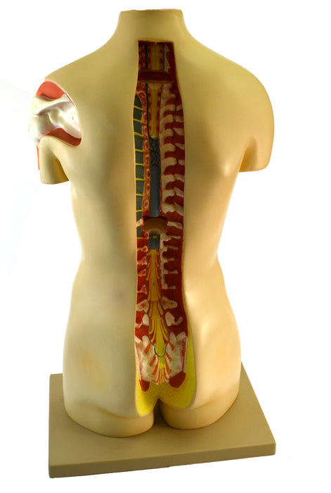 Eisco Life-Size Sexless Premium Human Torso with Open Back, 15 Part
