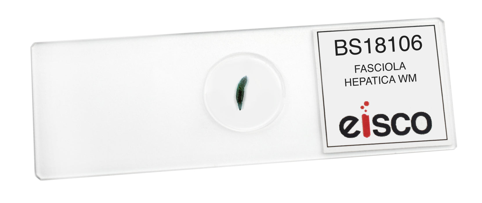 Fasciola Hepatica - Wholemount - Prepared Microscope Slide - 75x25mm
