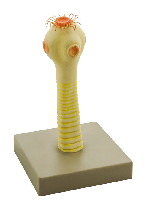 Eisco Labs Model Pork Tapeworm Head