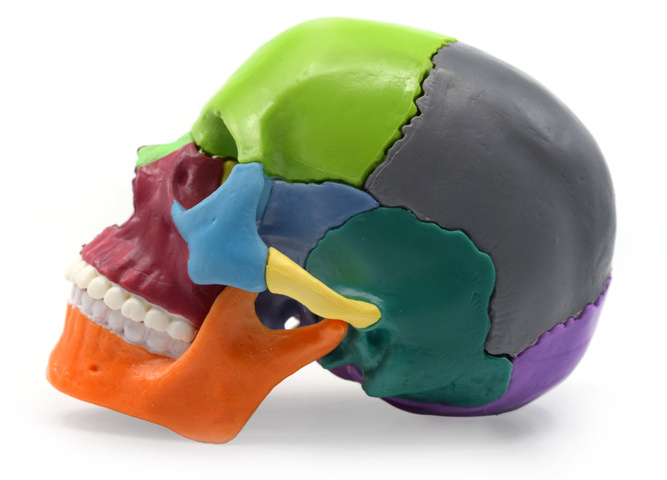 Didactic Mini Skull, Multicolored - 15 Pieces, Magnetic Mounting