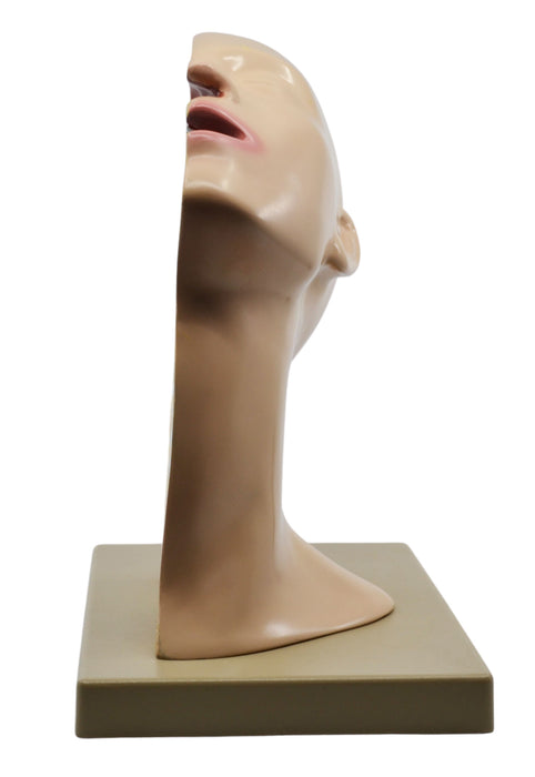 Nasal Swab Training Model, 12 Inch - For Demonstration of Nasopharyngeal Testing - Made of PVC - Eisco Labs