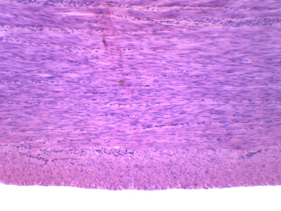 Smooth Muscle, Mammal - Prepared Microscope Slide - 75x25mm