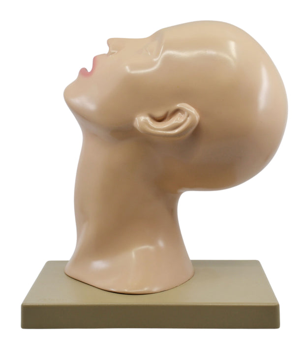 Nasal Swab Training Model, 12 Inch - For Demonstration of Nasopharyngeal Testing - Made of PVC - Eisco Labs