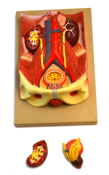 Eisco Labs Human Urinary Organs Model- 3 Parts