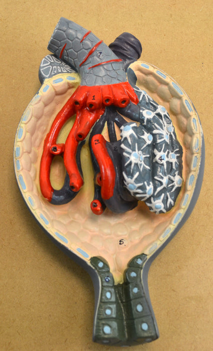 Eisco Life-Size Human Kidney Model, 3 Sections