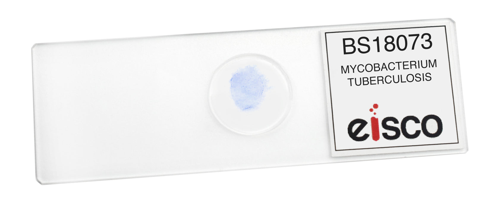 Mycobacterium Tuberculosis - Gram Pos. - Prepared Microscope Slide - 75x25mm