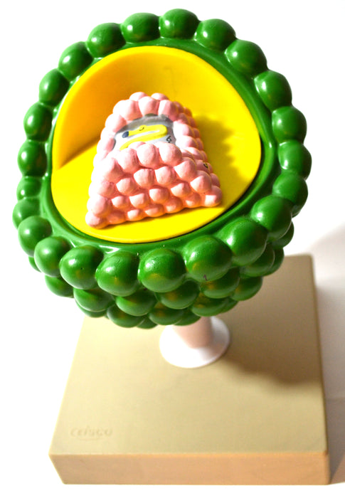 Eisco Labs Model of AIDS Virus; Greatly Magnified; 2 Parts; On stand