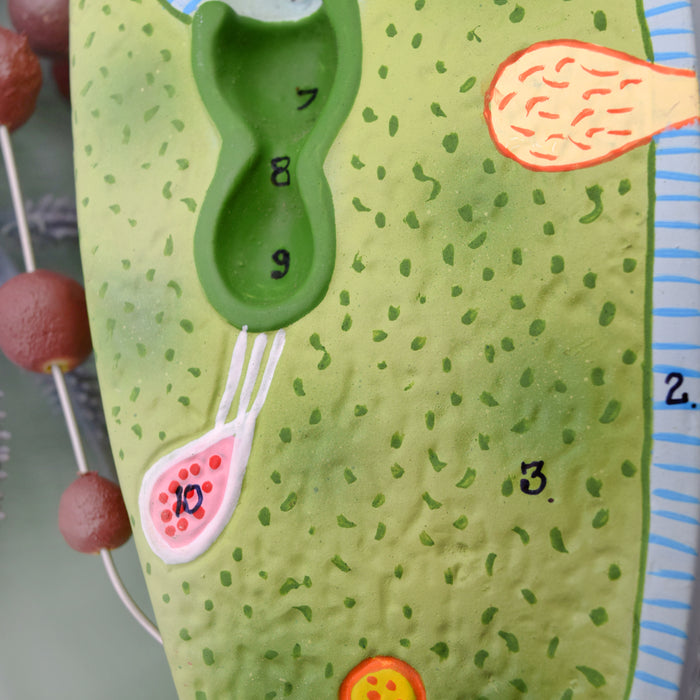 Slipper Animalcule Paramecium Model, Three Dimensional, Sectional View with Hand Painted Details and Removable Parts - Mounted on Base, 18" x 8" - Eisco Labs