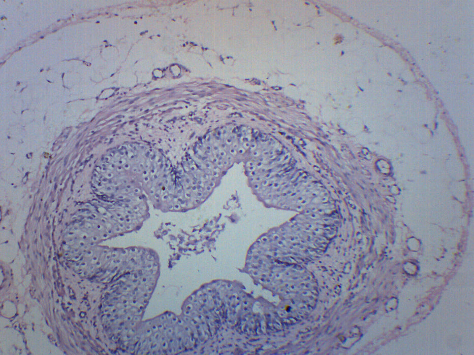 Human Ureter - Cross Section - Prepared Microscope Slide - 75x25mm