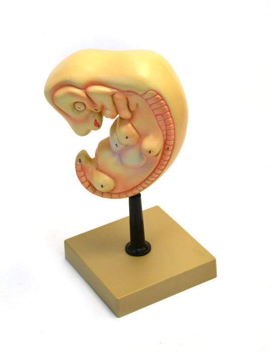 Human Embryo Model - 50X Magnification - 4 Weeks Old - Eisco Labs