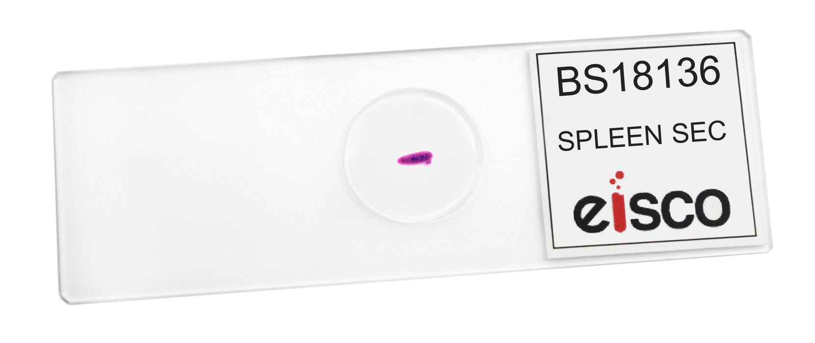Spleen Section - Prepared Microscope Slide - 75x25mm