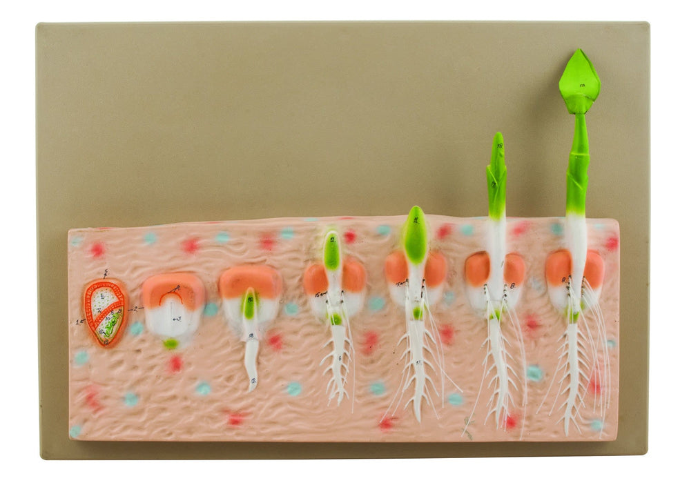 monocot seed plants Model Monocot Seed Germination (Maize) — Eisco Labs