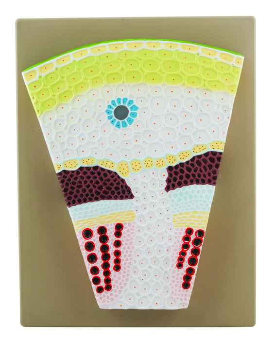 Premium Dicot Stem Model, on Base - Transverse Section, Greatly Magnified - Eisco Labs