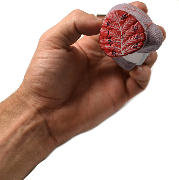 Eisco Labs Model Human Brain - 8 Parts