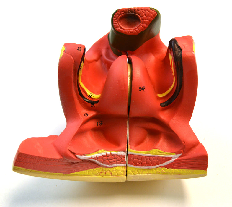 Eisco Life-Size Dual Sex Premium Human Torso with Open Front and Back Sections