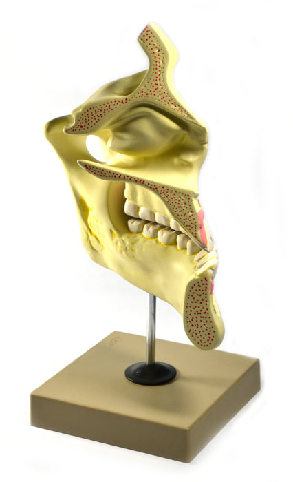 Eisco Labs Upper and Lower Jaw - 4 Times Enlarged - Mounted on stand