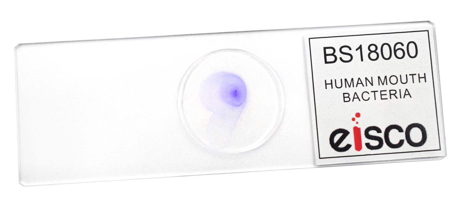 Human Mouth Bacteria - Wholemount - Prepared Microscope Slide - 75x25mm