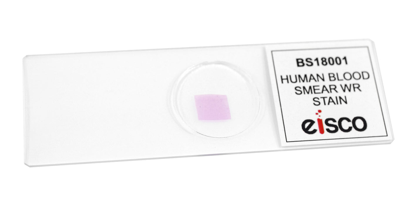 Human Blood Smear WR Stain - Prepared Microscope Slide - 75x25mm