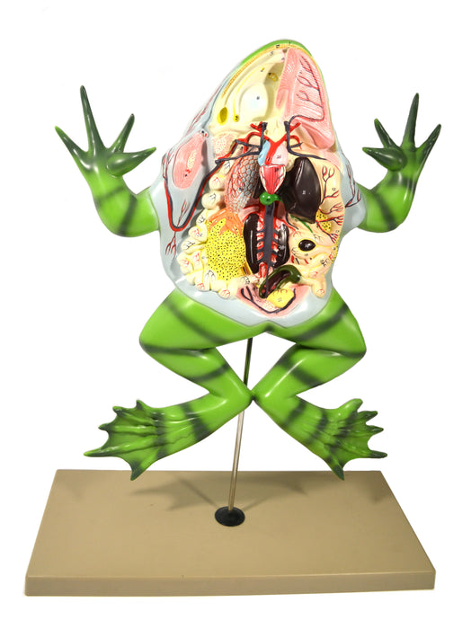 Eisco Labs Frog Dissection model ( Bull Frog ) on Stand