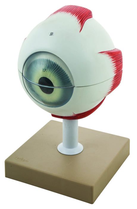 Eisco 5x Life-Size Human Eye Model, 6 Parts (Discontinued)