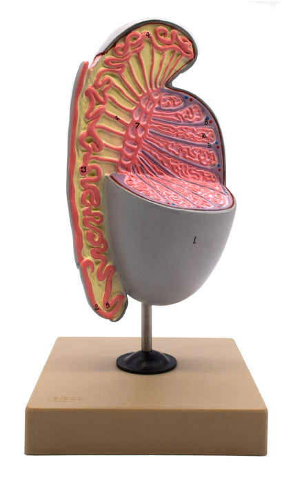 Human Testicle Model, Three Dimensional, with Hand Painted Details - Mounted on Stand, 9" tall - Eisco Labs