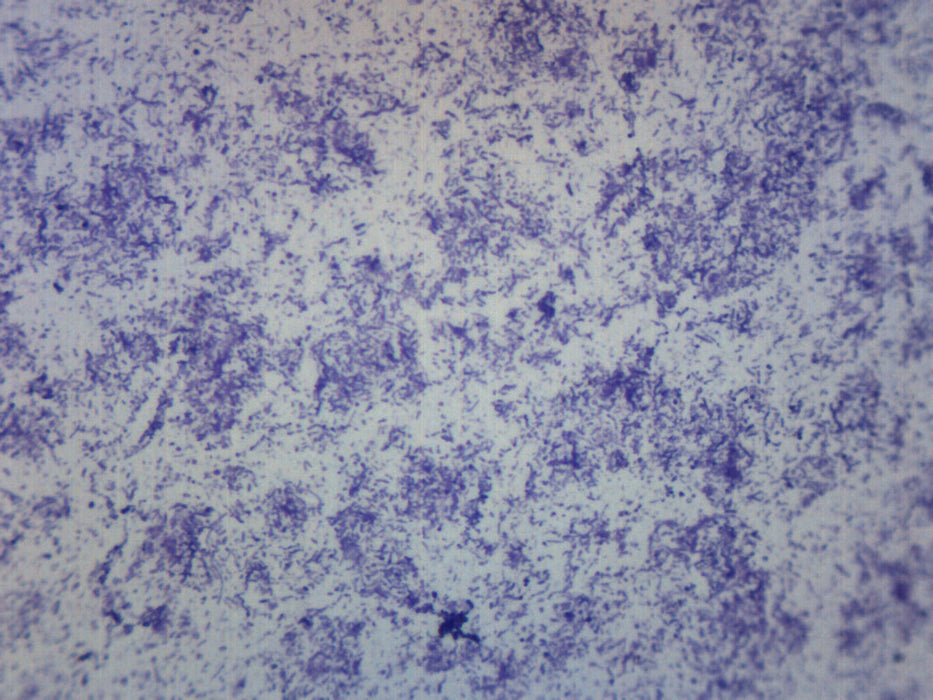 Bacteria Spores Smear - Prepared Microscope Slide - 75x25mm