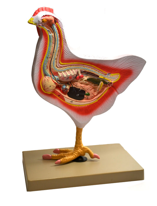 Eisco Labs Model Bird Dissection, Rooster
