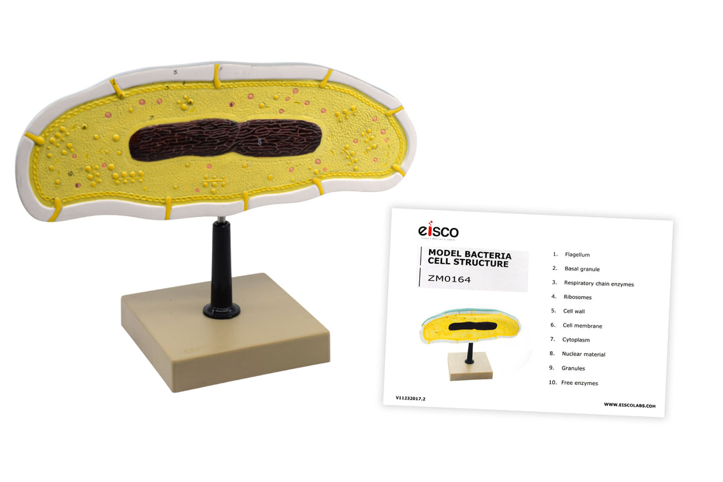 Bacteria Cell Structure Model - 10 Labeled Structures with Key Card - Mounted on Stand