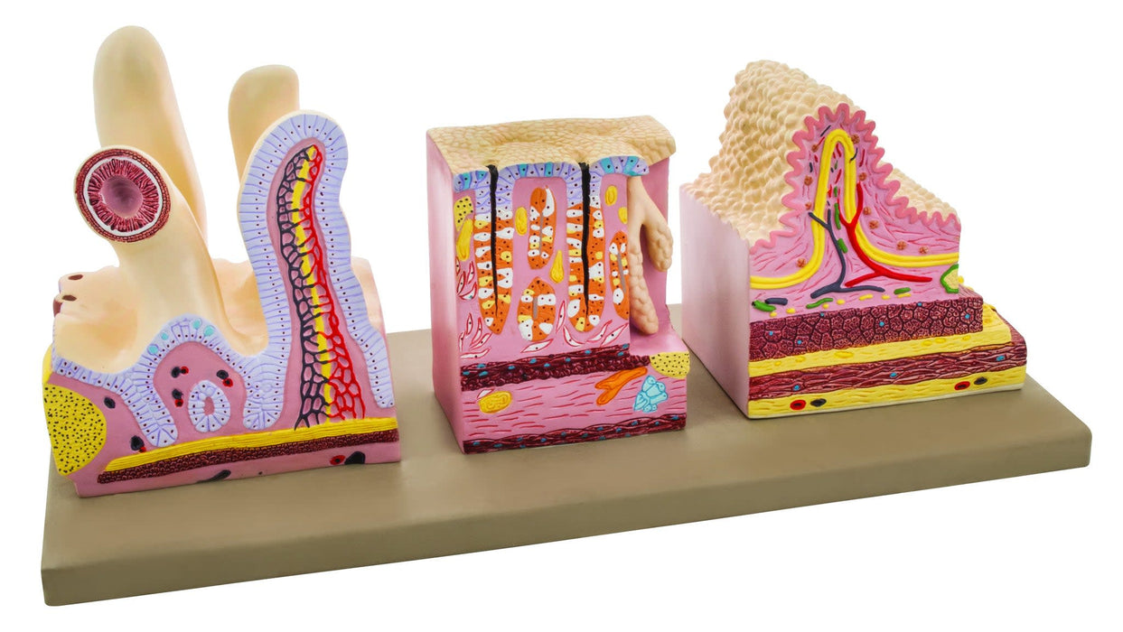 Eisco Labs Premium Human Digestive Canal Anatomical Model, Highly Detailed, Approx. 10"x10"x6"