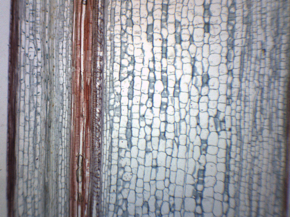 Helianthus, Old Stem - Cross Section & Longitudinal Section - Prepared Microscope Slide - 75x25mm