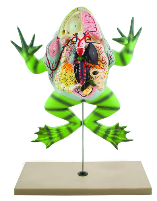 Eisco Labs Frog Dissection Model with open back (Bull Frog); on stand