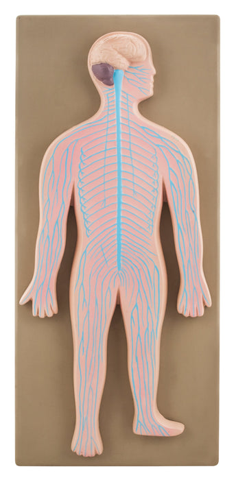 Human Nervous System Model mounted on 18" x 8" Board